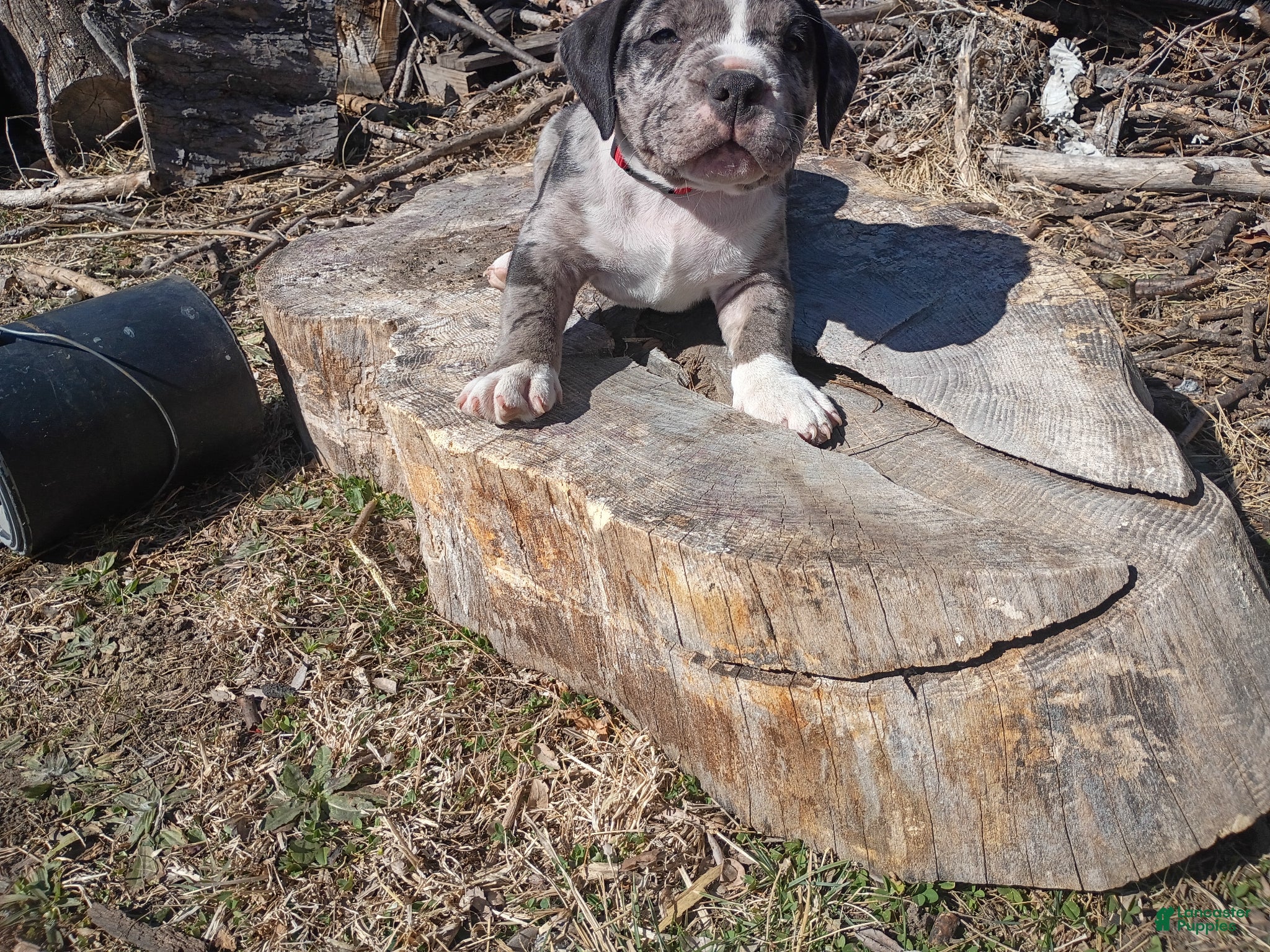 American Bully dogs American Bully Puppy 1 - Ad 1
