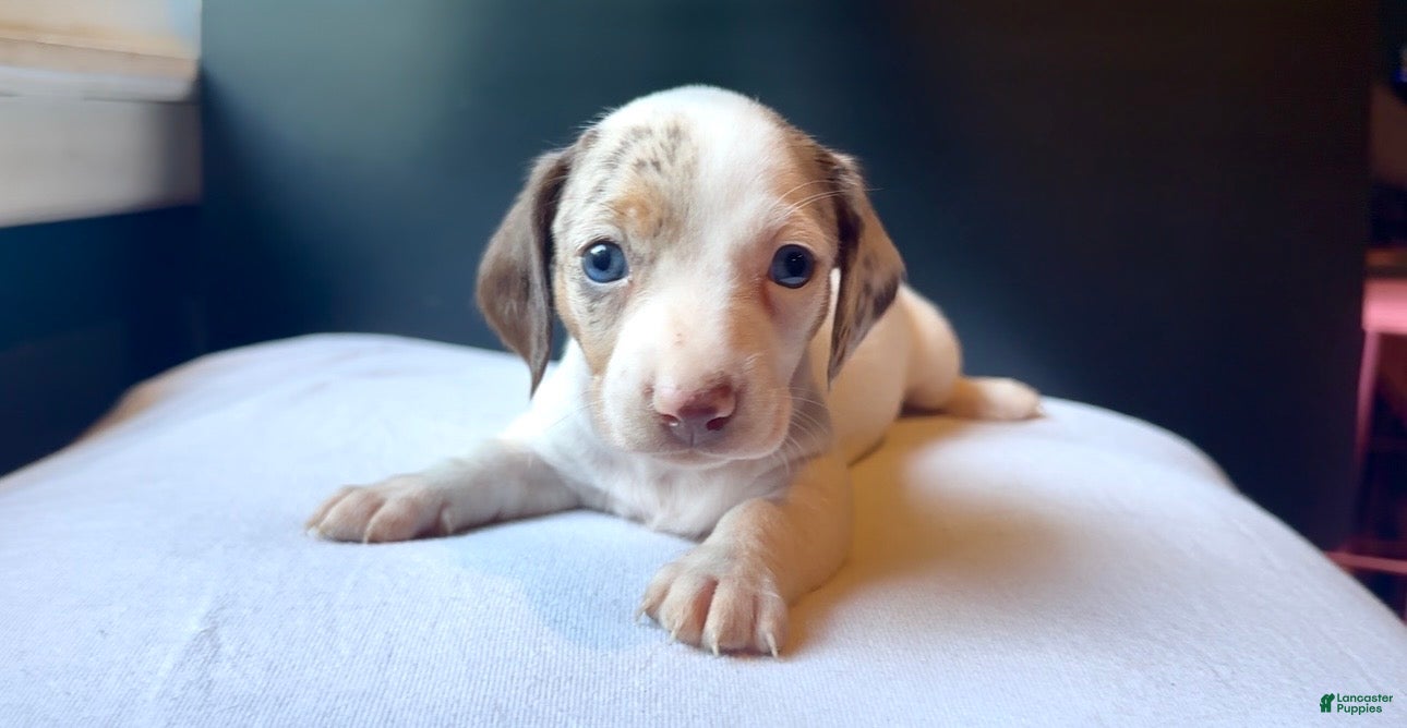 Miniature Dachshund dogs Cove - Ad 4