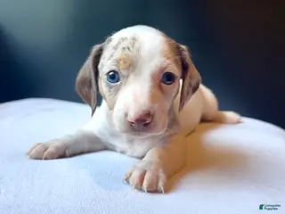 Miniature Dachshund dogs Cove - Ad 4