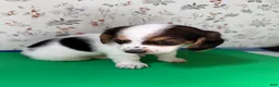 Mixed Breed dogs for sale: Wave - Ad 4