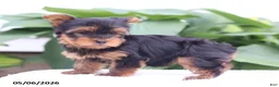 Yorkshire Terrier dogs for sale: Olivia - Ad 5