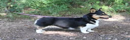 Welsh Corgi Pembroke dogs for sale: Tempest - Ad 10