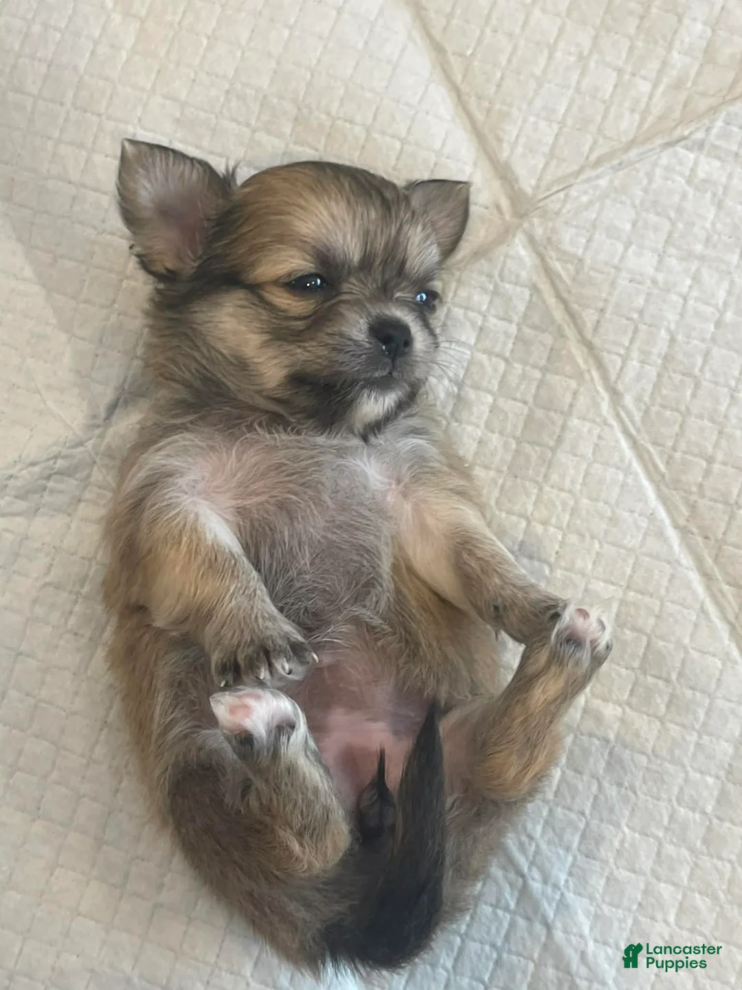 Chihuahua dogs for sale: Phoebe - Ad 1