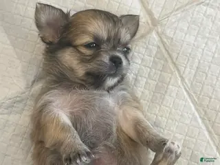 Chihuahua dogs Phoebe - Ad 27