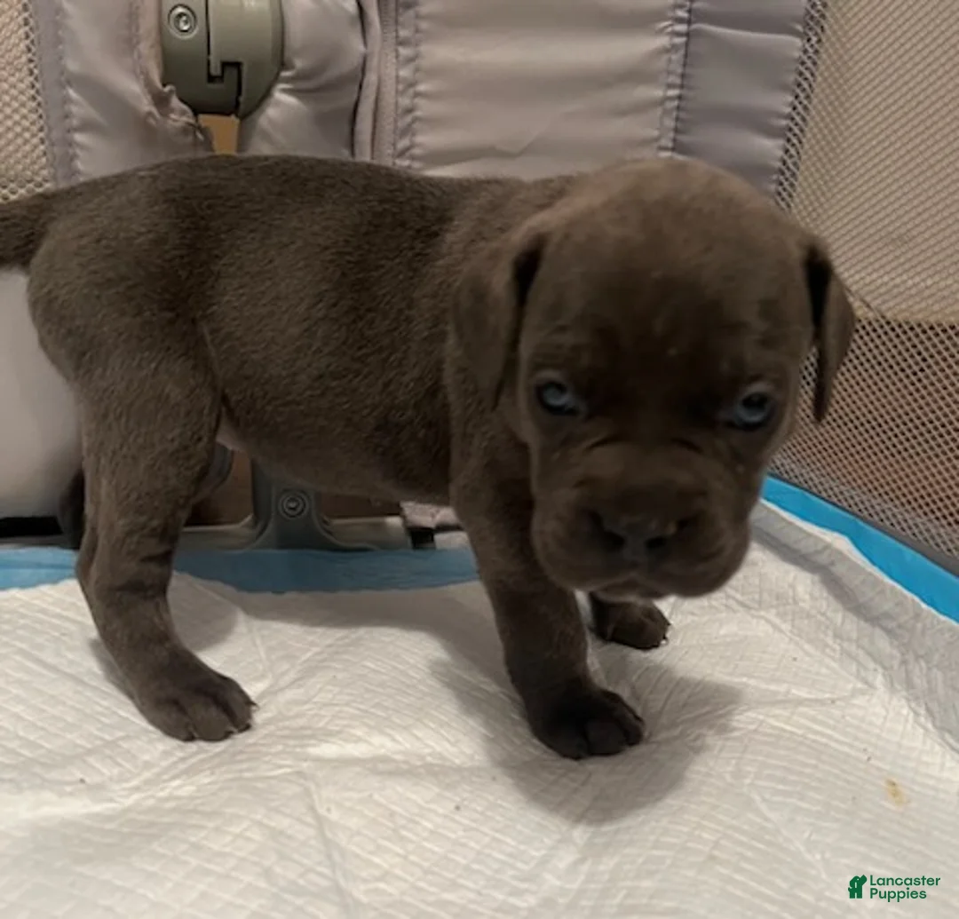 Cane Corso dogs for sale: Girl 5 - Ad 1