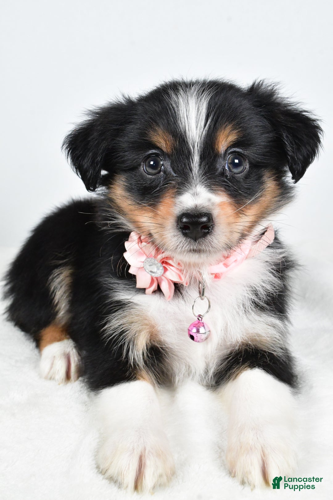 Miniature Australian Shepherd dogs for sale: Jean - Ad 4