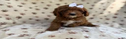 Cavapoo dogs for sale: Lettie - Ad 8