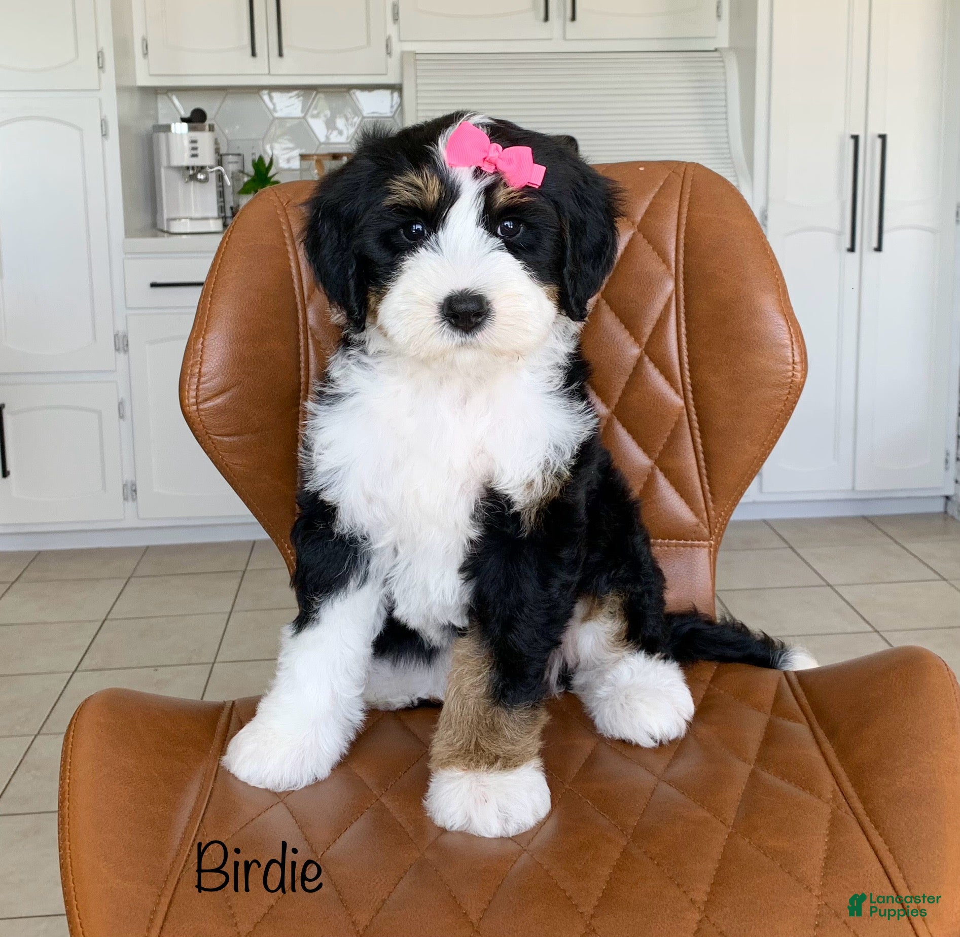 Bernedoodle dogs Birdie - Ad 1