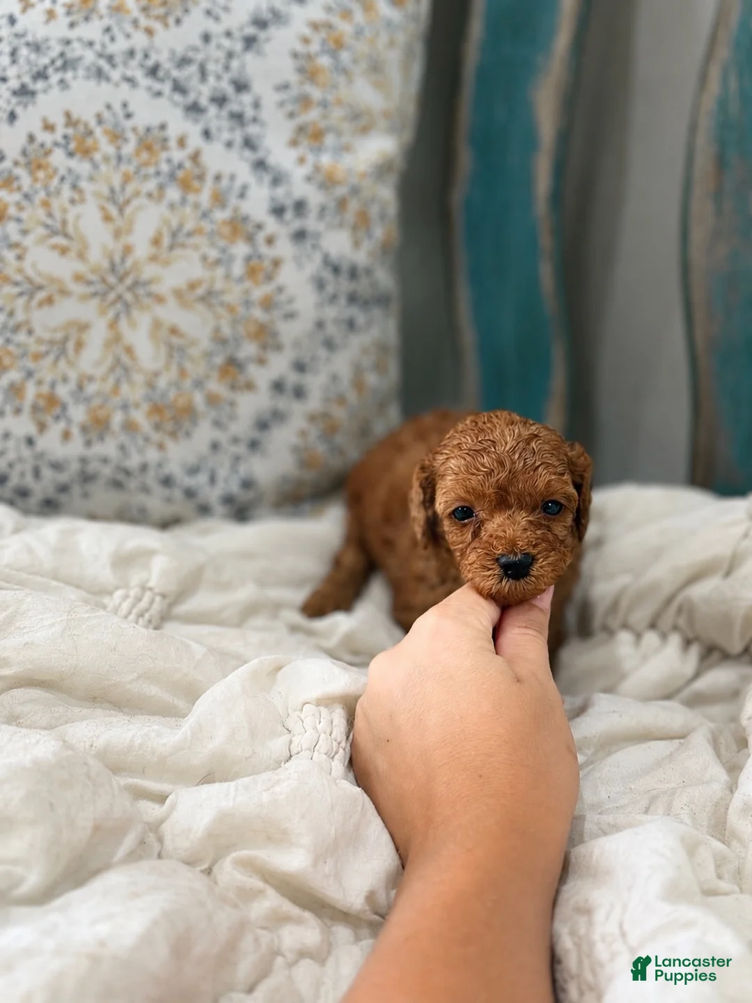 Miniature Poodle dogs for sale: Drax - Ad 1