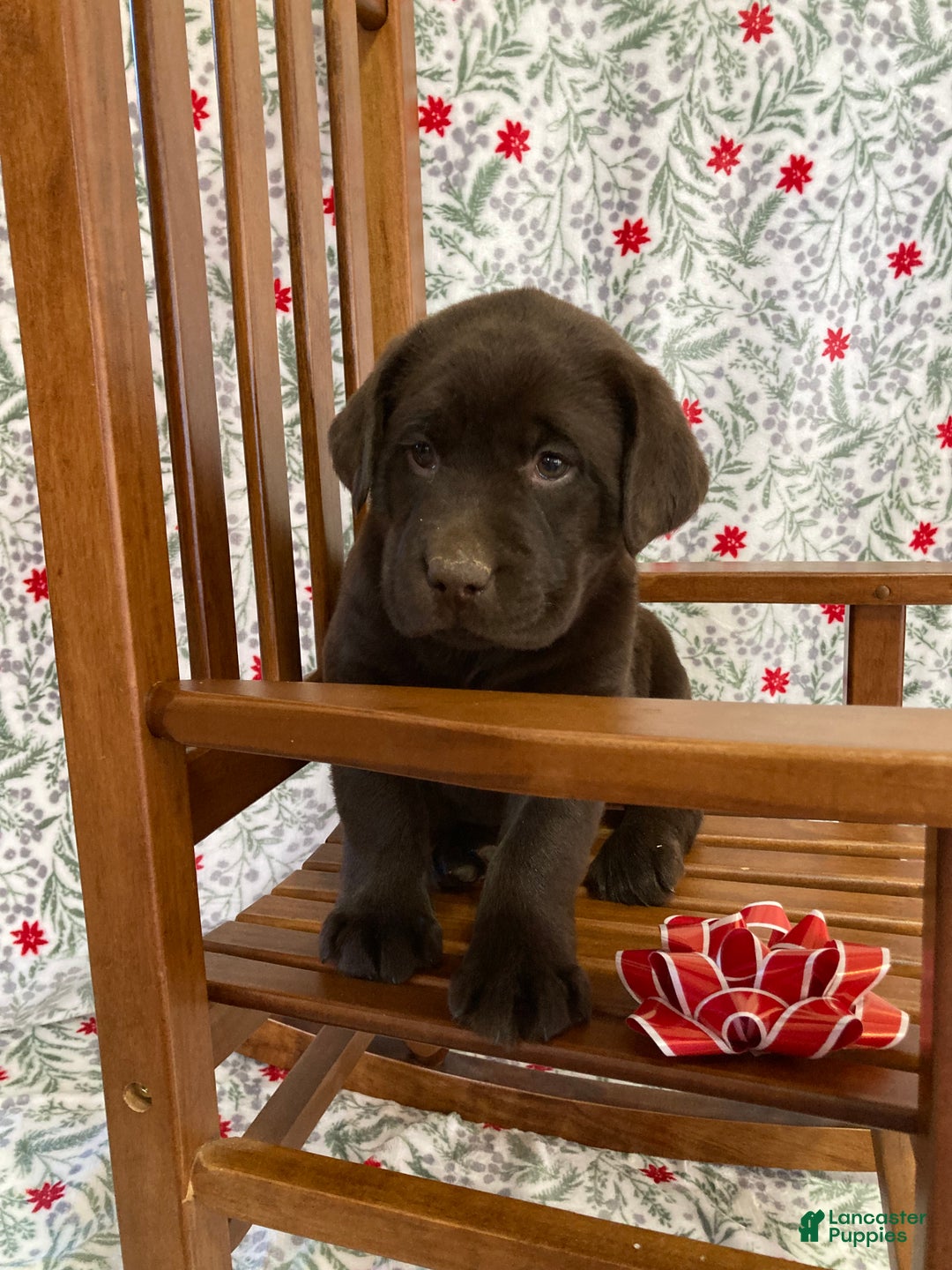 Labrador Retriever dogs for sale: Margie - Ad 2