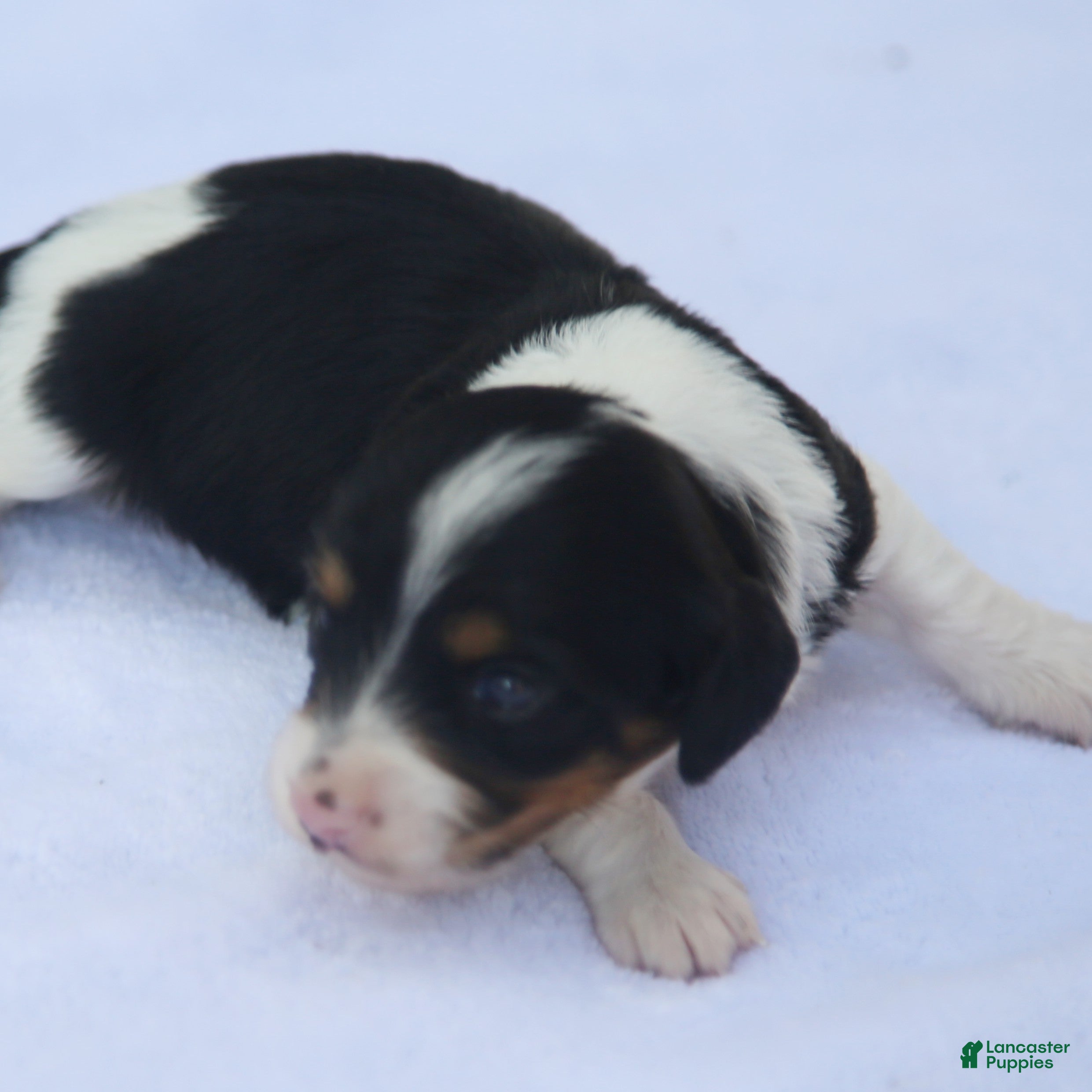Dachshund dogs Black and Tan Piebald Female  - Ad 1