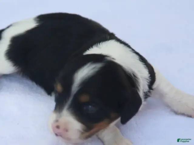 Dachshund dogs for sale: Black and Tan Piebald Female - Ad 1