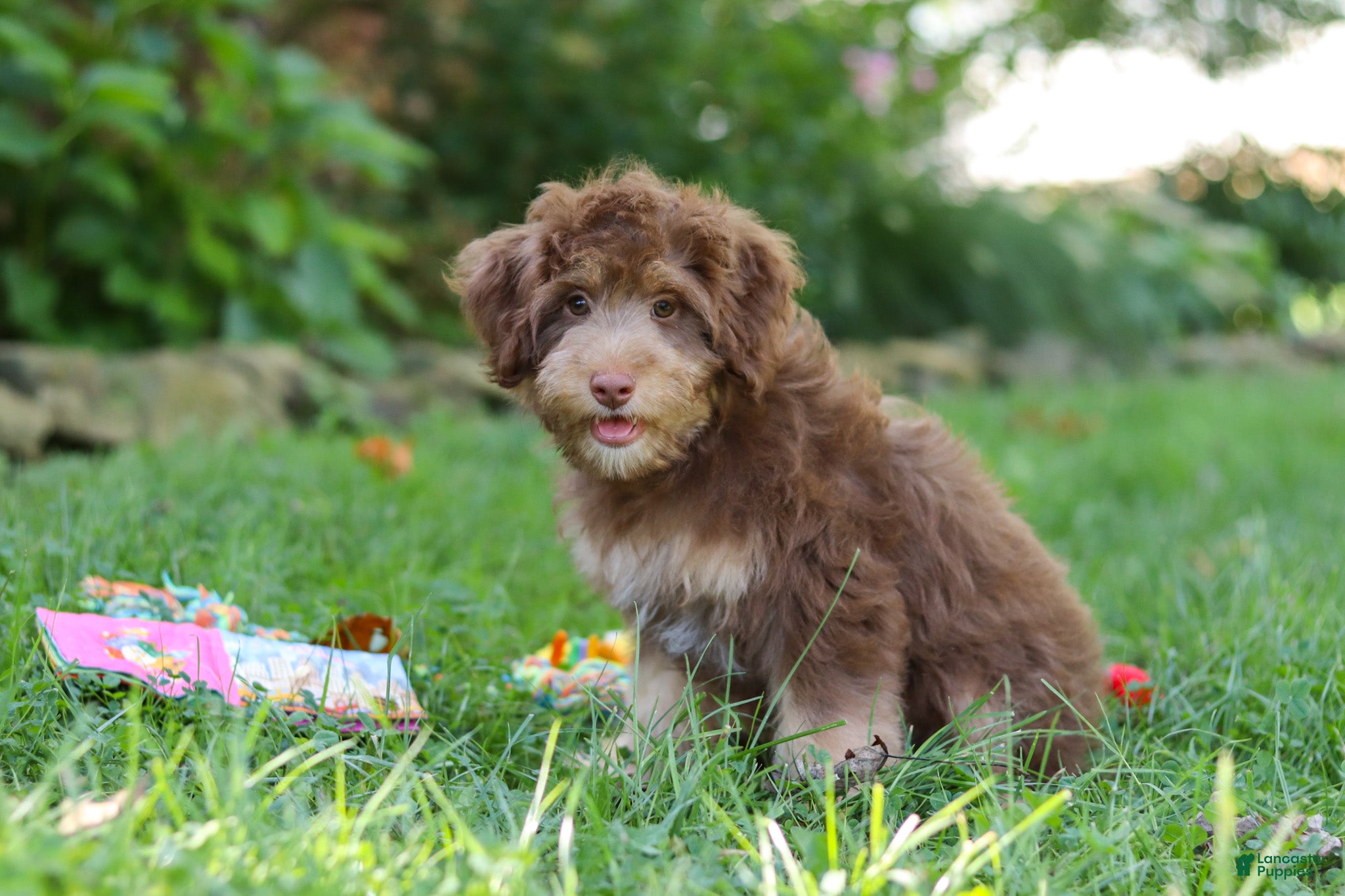 Mini Aussiedoodle dogs Tucker - Ad 2