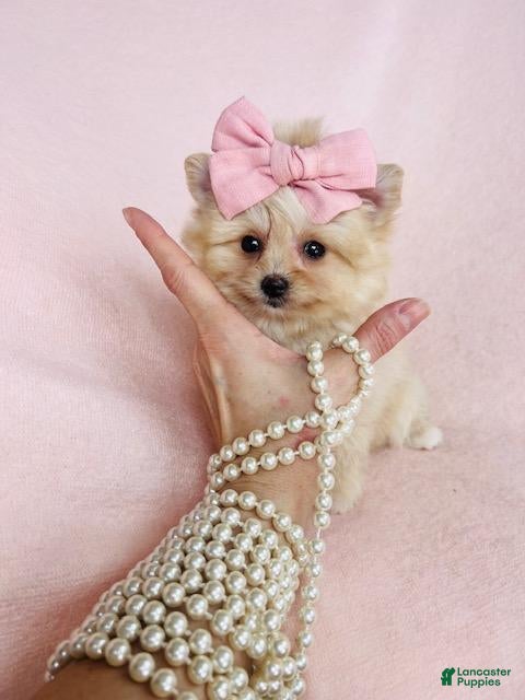 Pomeranian dogs Teacup  Pomeranian 1 - Ad 2