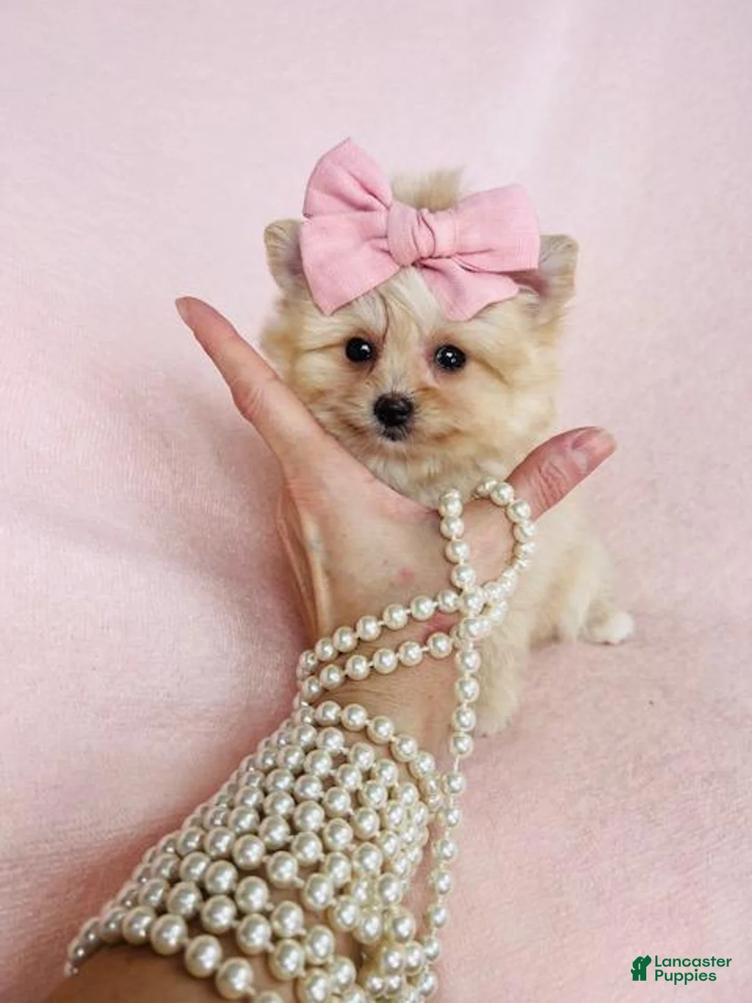 Pomeranian dogs for sale: Teacup  Pomeranian 1 - Ad 2