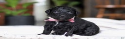 Mixed Breed dogs for sale: Lola - Ad 3