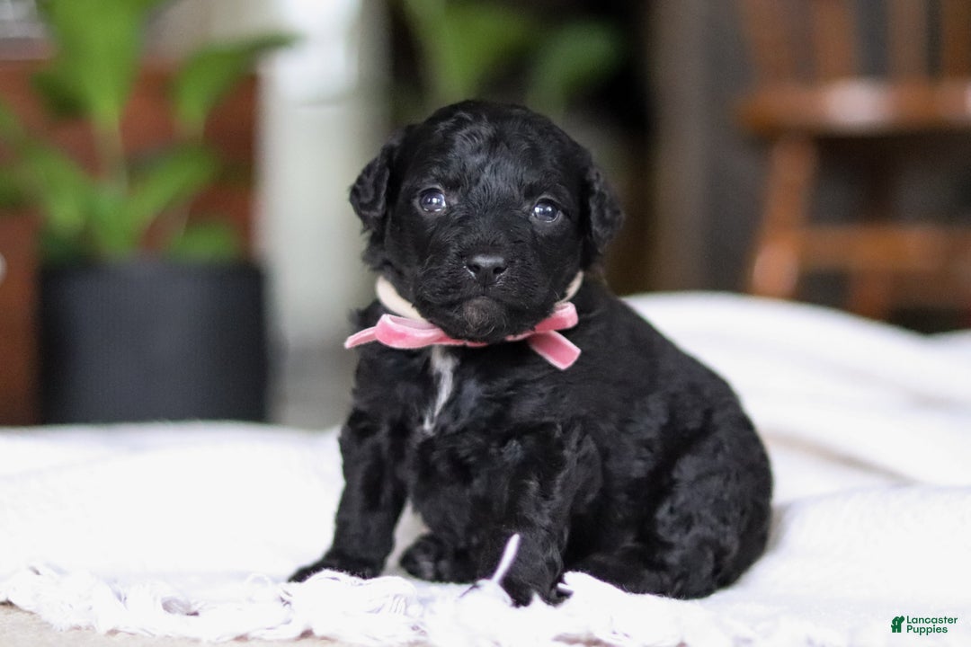 Mixed Breed dogs for sale: Lola - Ad 3