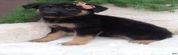 German Shepherd dogs for sale: Lexi  - Ad 2