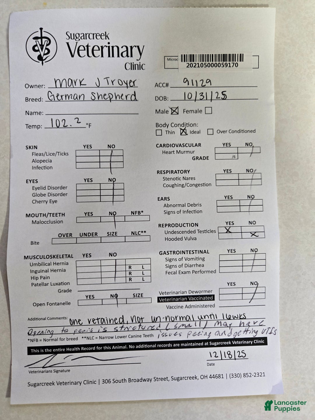 German Shepherd dogs for sale: Ace - Ad 6