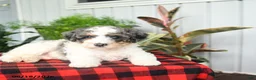 Mini Bernedoodle dogs for sale: Cooper - Ad 3