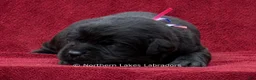Labrador Retriever dogs for sale: Nelson - Ad 2