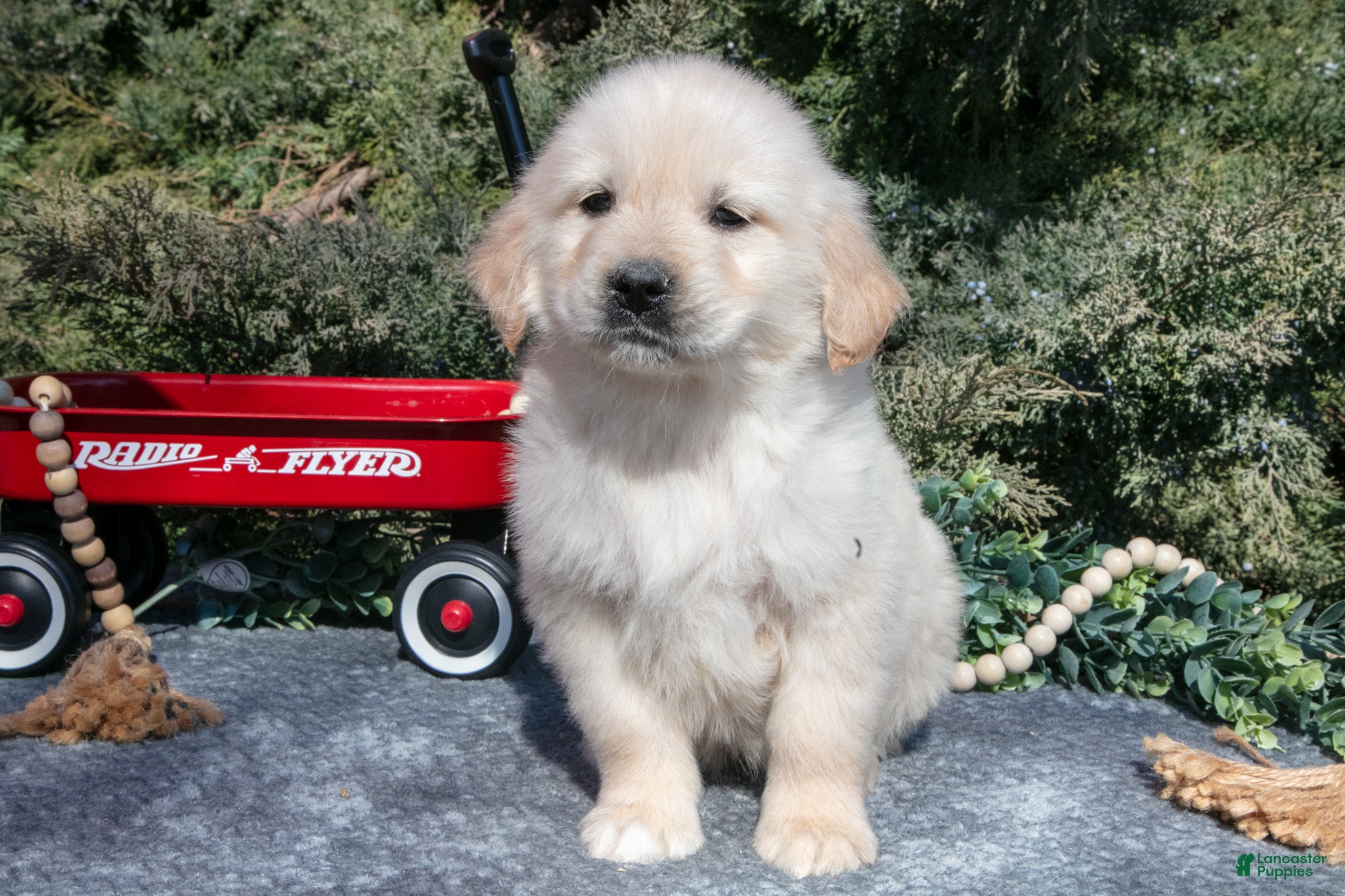 Golden Retriever dogs for sale: Monty - Ad 2