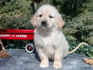Golden Retriever dogs for sale: Monty - Ad 2