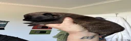 Mixed Breed dogs for sale: Fila Sao Miguel x Belgian Malinois Puppy 1 - Ad 11