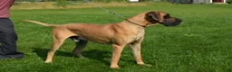 Great Dane dogs for sale: Blair - Ad 9
