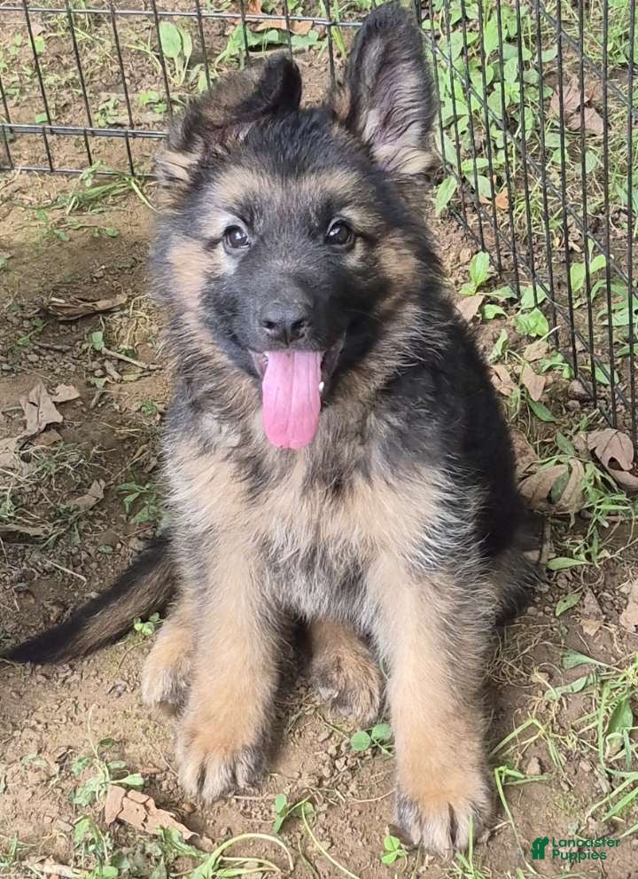 German Shepherd dogs Lilly  - Ad 3