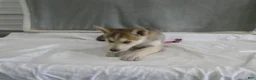Gerberian Shepsky dogs for sale: Shadow - Ad 6