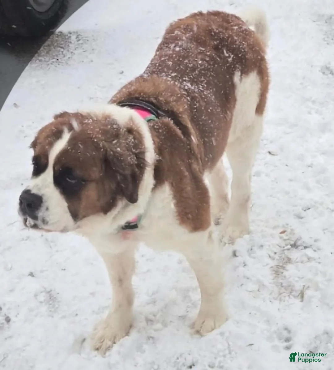 Mixed Breed dogs for sale: Moose - Ad 2