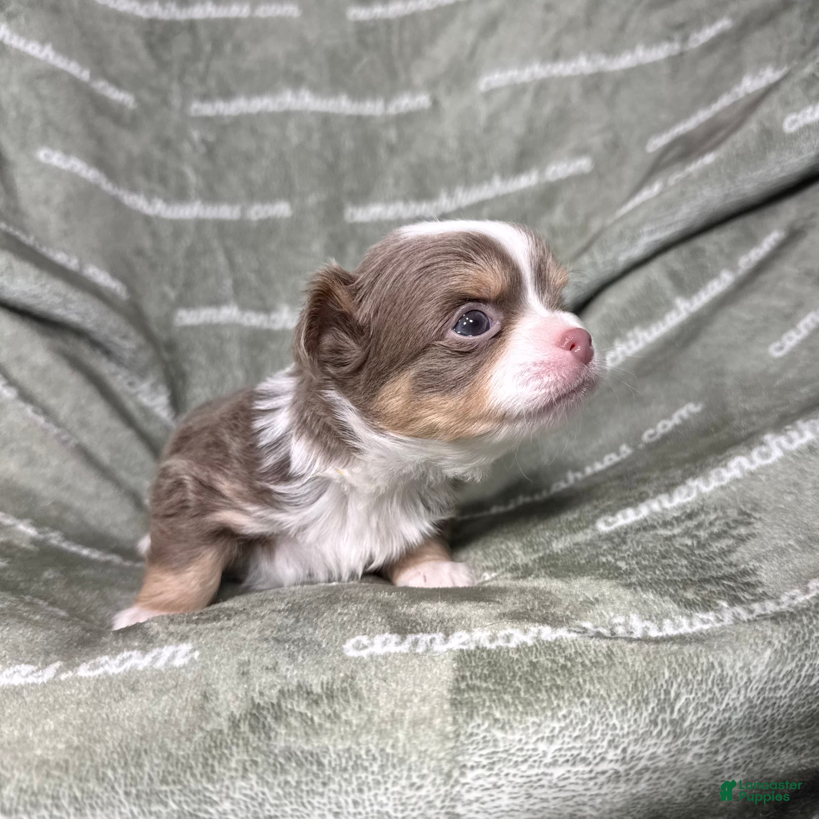 Chihuahua dogs Graham Lavender Long Coat - Ad 12