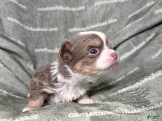 Chihuahua dogs Graham Lavender Long Coat - Ad 12