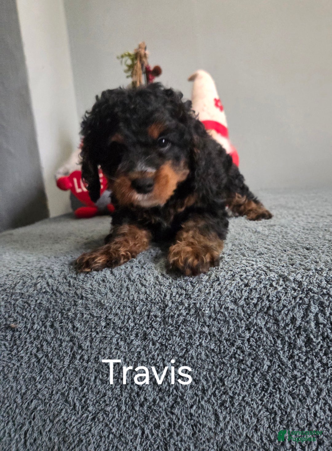 Cavapoo dogs for sale: Travis - Ad 3