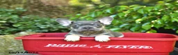 French Bulldog dogs for sale: Chase - Ad 3
