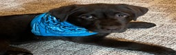 Labrador Retriever dogs for sale: Labrador Retriever JACKIE - Ad 17