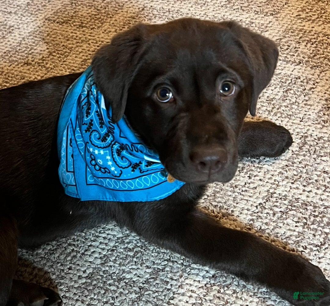 Labrador Retriever dogs for sale: Labrador Retriever JACKIE - Ad 17