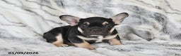 French Bulldog dogs for sale: Mike - Ad 3