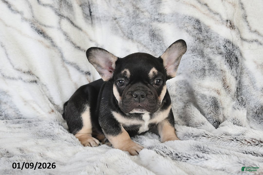 French Bulldog dogs for sale: Mike - Ad 3