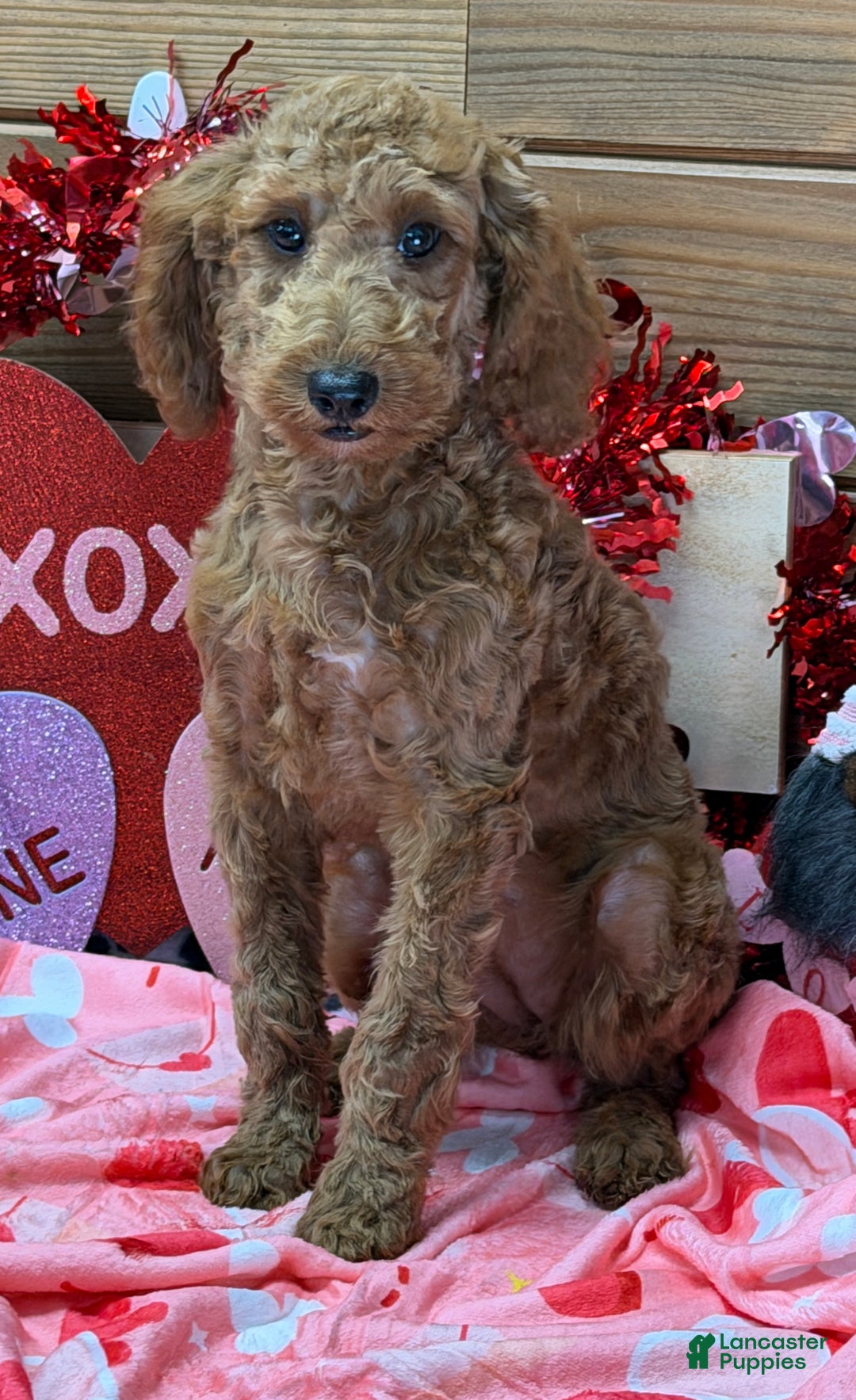 Mini Goldendoodle dogs for sale: Mini Goldendoodle Jackie - Ad 3