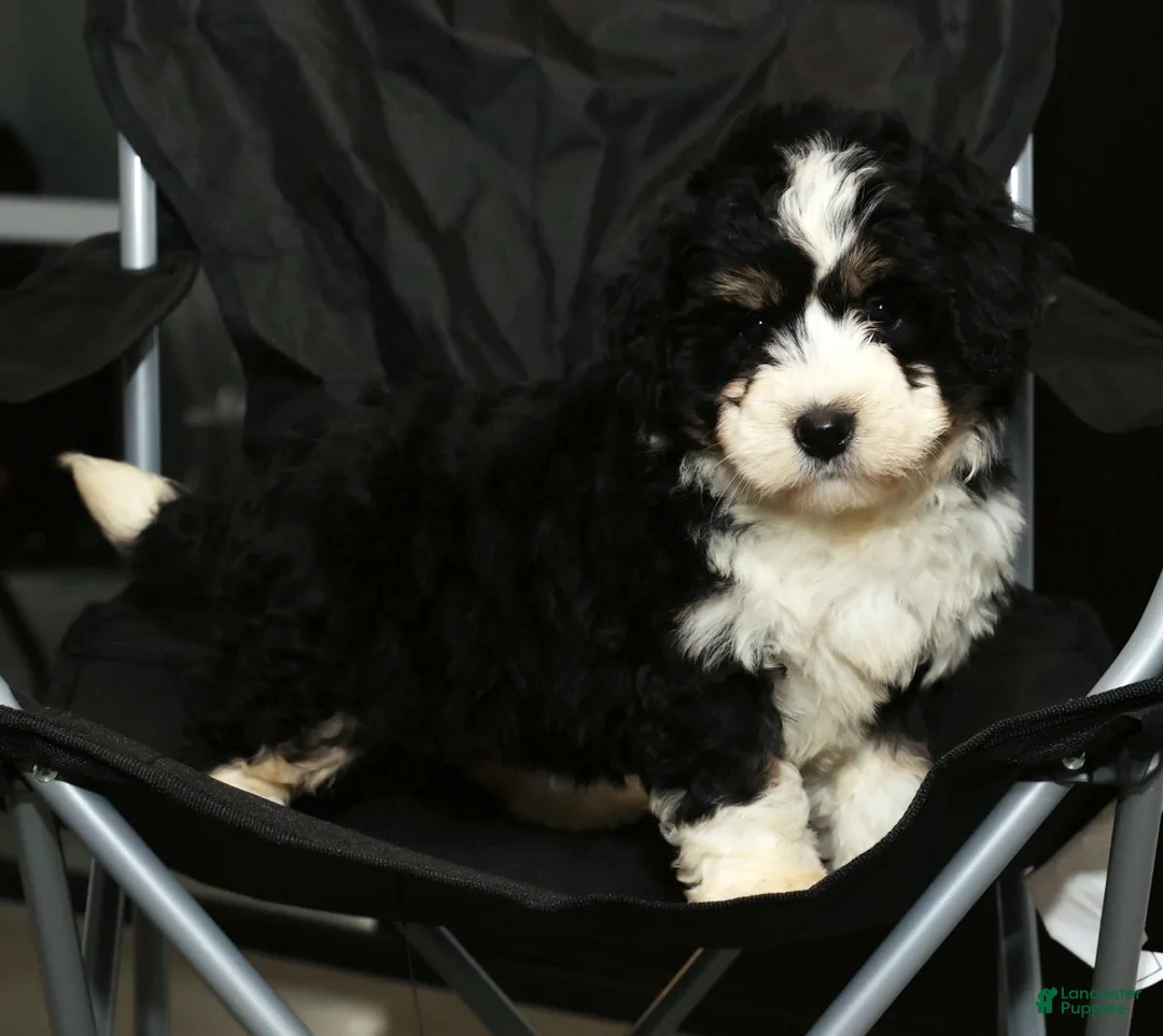 Mini Bernedoodle dogs for sale: Joy - Ad 7