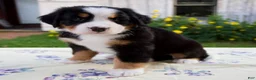 Bernese Mountain Dog dogs for sale: Sally - Ad 5