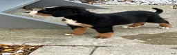 Bernese Mountain Dog dogs for sale: Akc Lory - Ad 3