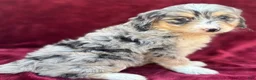 Mini Bernedoodle dogs for sale: Kolly  - Ad 3