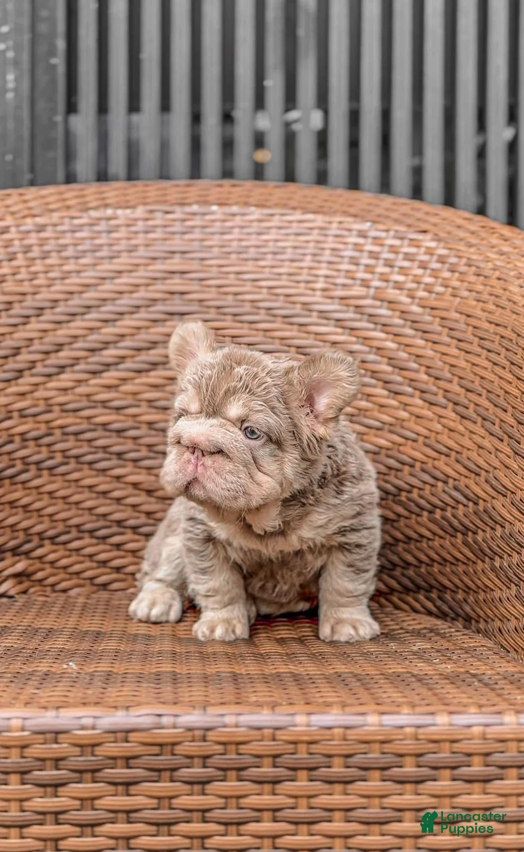 French Bulldog dogs for sale: New Shade Big Rope Fluffy French Bulldog Puppy - Ad 1