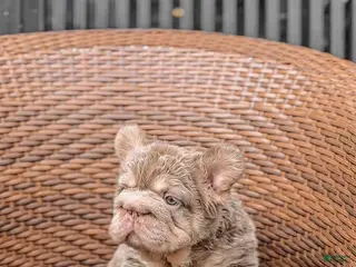 French Bulldog dogs New Shade Big Rope Fluffy French Bulldog Puppy - Ad 24