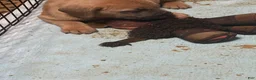 Cane Corso dogs for sale: Bella - Ad 2