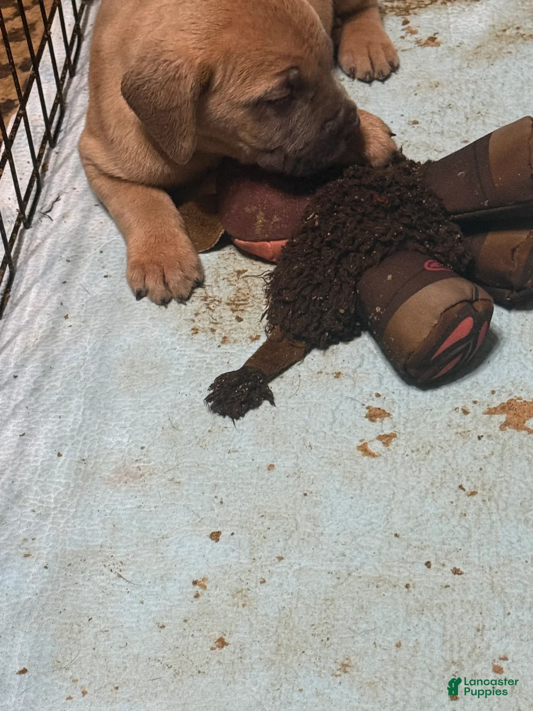 Cane Corso dogs for sale: Bella - Ad 2