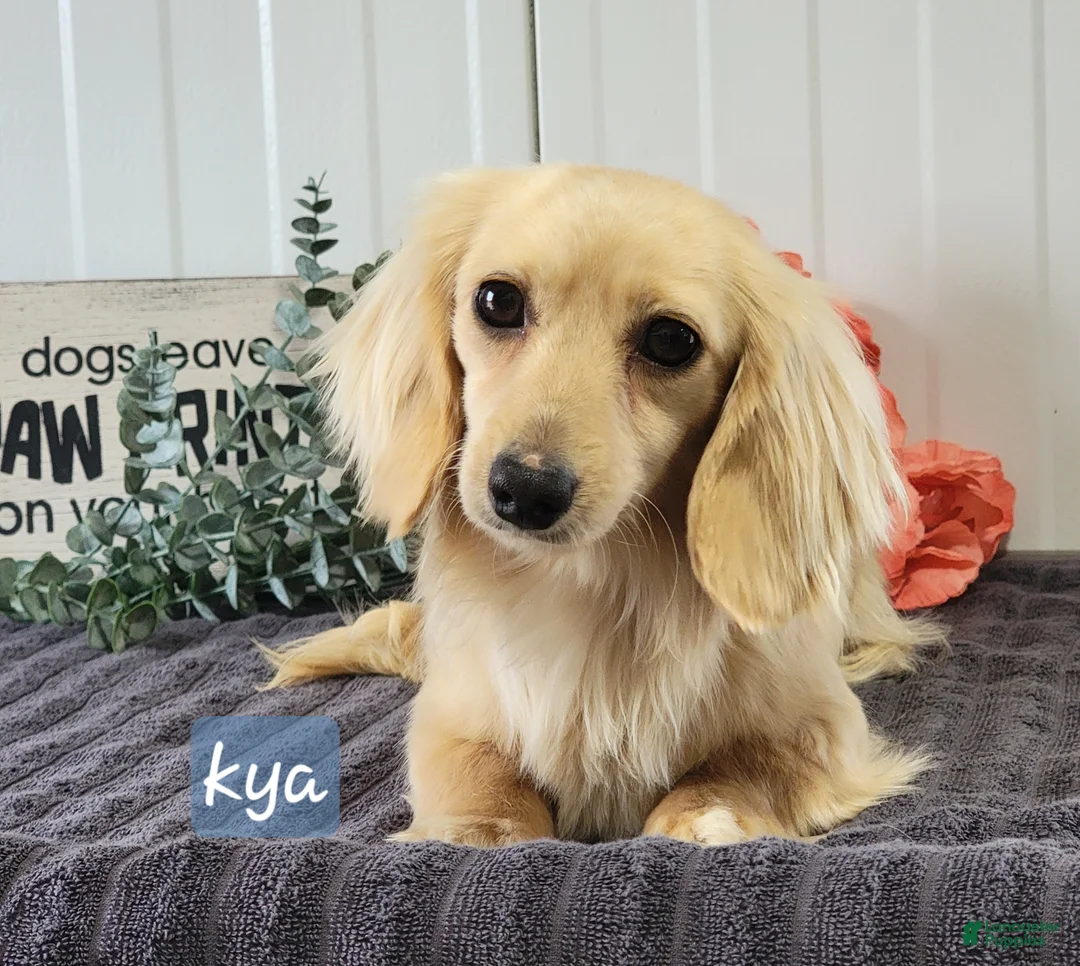 Dachshund dogs for sale: Asher - Ad 7